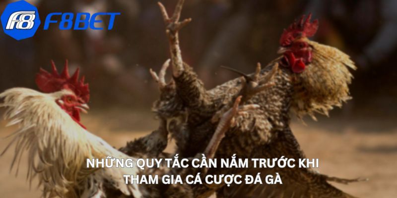 Những quy tắc cần nắm trước khi tham gia cá cược đá gà