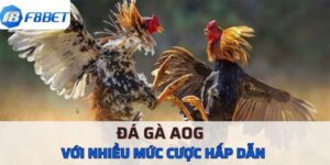 Sảnh Đá Gà AOG F8BET Hướng Dẫn Tân Thủ Cách Tham Gia